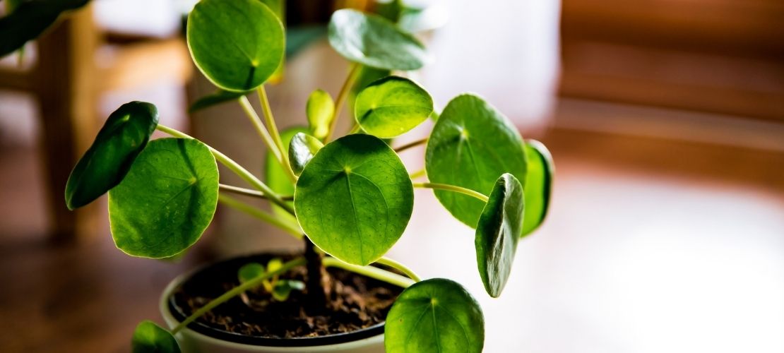 Les plantes vertes permettent de rafraîchir l'air intérieur
