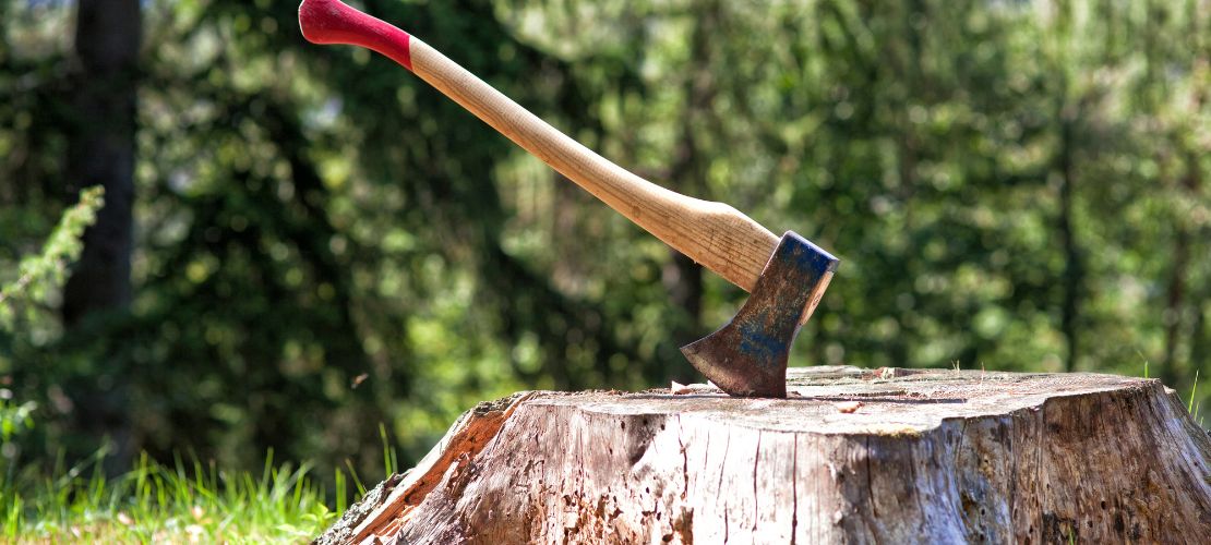 Chauffage : Avez-vous le droit d'aller couper du bois en forêt et sous  quelles conditions ?